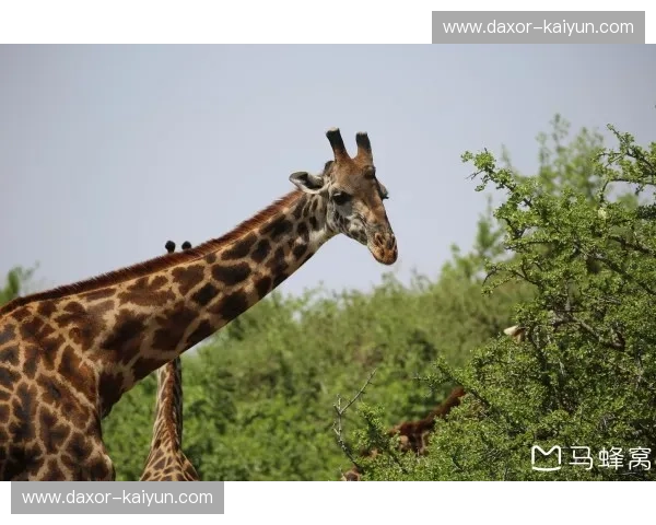 山猫vs天空：一场野性与自由的无声对决